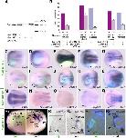 Xenbase Expression Image Xenbase Expression Image