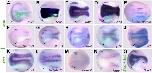 Xenbase Expression Image Xenbase Expression Image