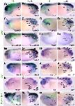 Xenbase Expression Image Xenbase Expression Image