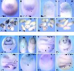 Xenbase Expression Image Xenbase Expression Image