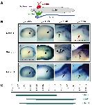 Xenbase Expression Image Xenbase Expression Image