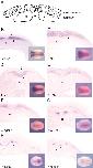 Xenbase Expression Image Xenbase Expression Image