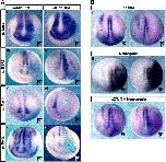 Xenbase Expression Image Xenbase Expression Image