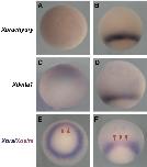 Xenbase Expression Image