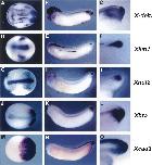Xenbase Expression Image Xenbase Expression Image