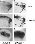 Xenbase Expression Image Xenbase Expression Image