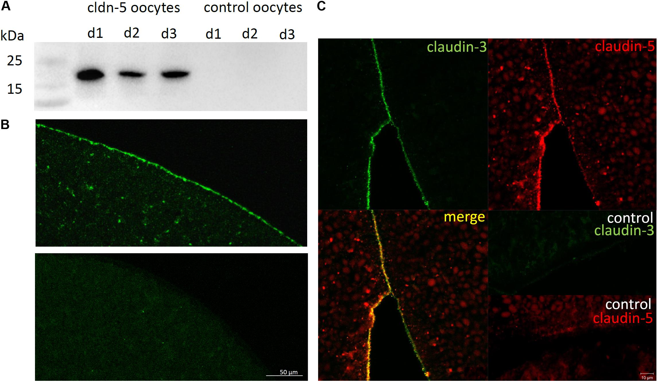 Brunner N et al. (2020), Blood-Brain Barrier Protein Claudin-5 Expressed...  - Paper
