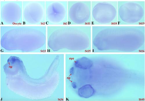 Xenopus Lit image
