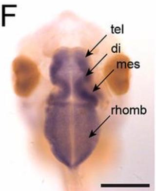 Xenopus Lit image