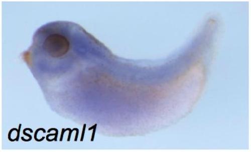 Manual Lit image for Xenopus