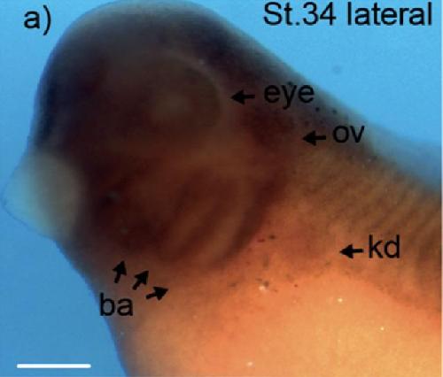 Manual Lit image for Xenopus