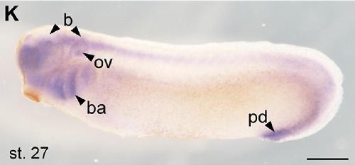 Manual Lit image for Xenopus