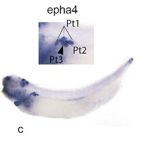 Manual Lit image for Xenopus
