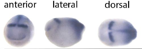 Manual Lit image for Xenopus