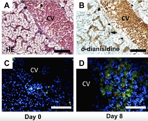 Manual Lit image for Xenopus
