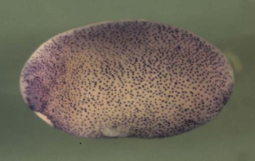 Xenopus cetn4 / centrin 4 expression in stage 20 embryo