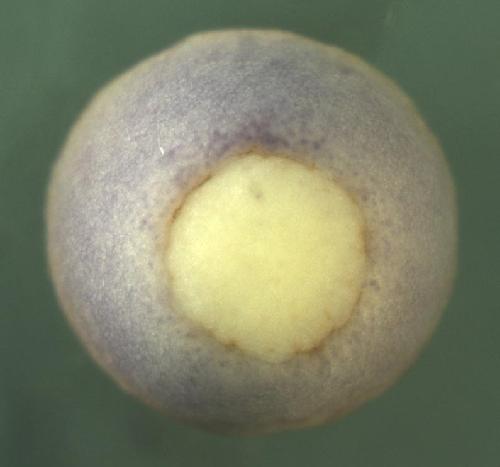 Xenopus family with sequence similarity 92, member A2  / fam92a2 gene expression in stage 12 embryo