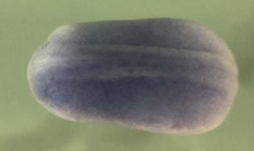 Xenopus RAB21, member RAS oncogene family  / rab21 gene expression in stage 20 embryo