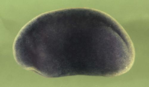 Xenopus drap1 /  DR1-associated protein 1 (negative cofactor 2 alpha) expression in stage 20 embryo