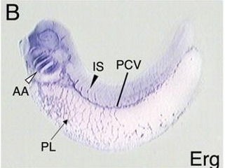 Xenopus Lit image