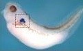 Xenopus gene image