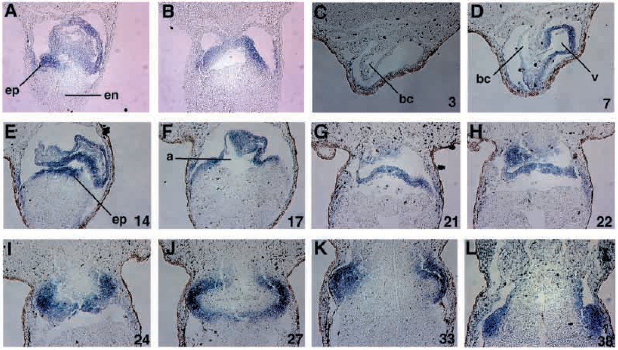 Xenopus Lit image