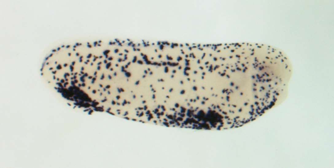 Xenbase Expression Image