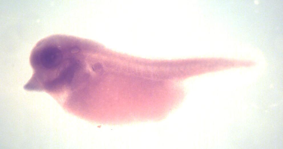 Xenbase Expression Image