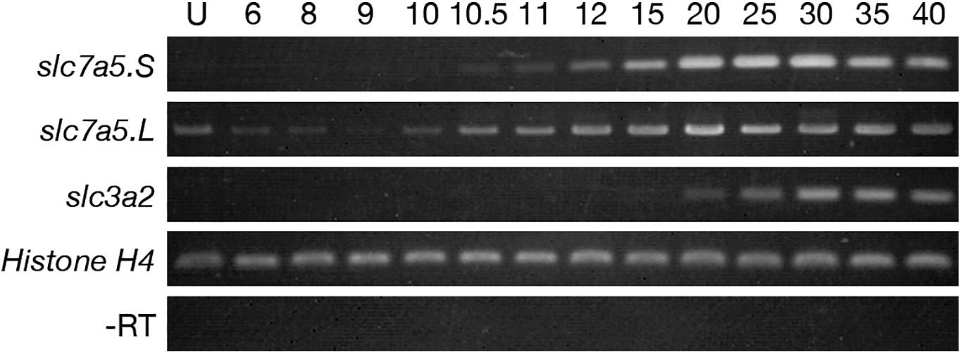 Xenopus Lit image