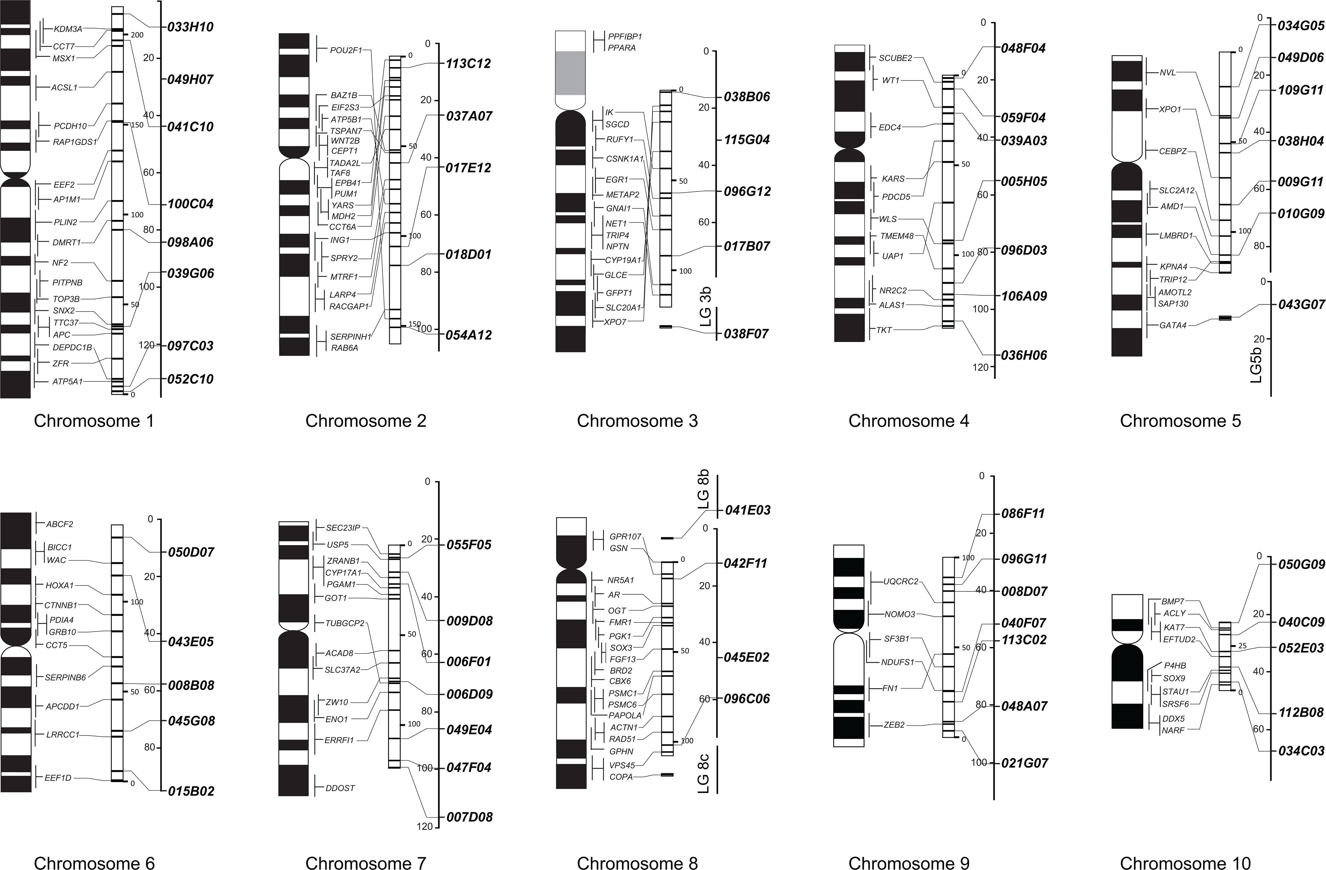 Xenopus Lit image