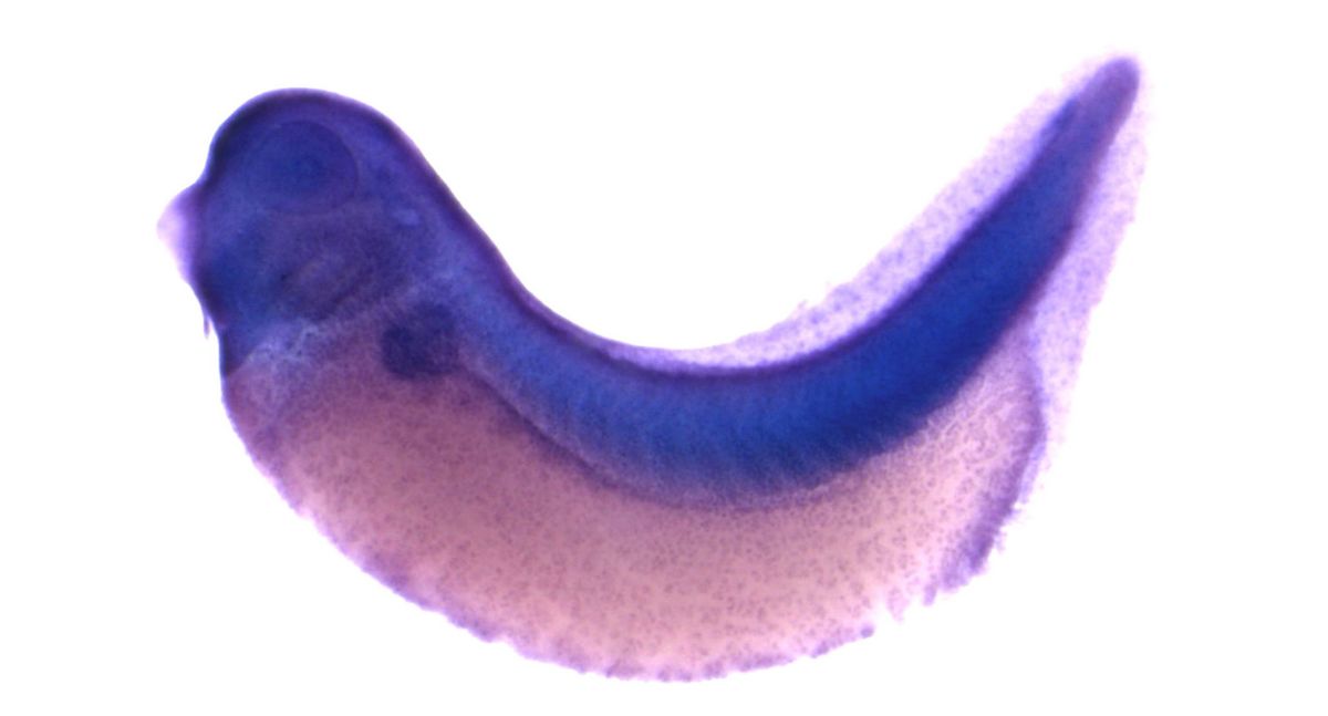 Image for BrÃ¤ndli Lab 2008