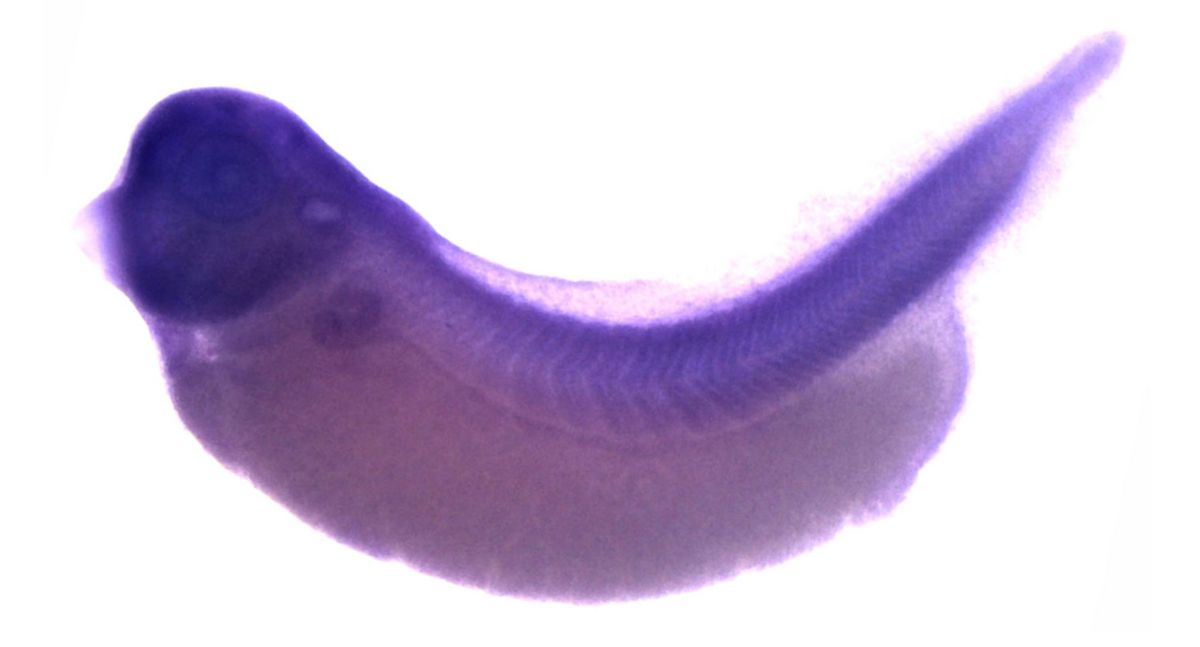 Image for BrÃ¤ndli Lab 2008