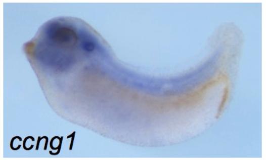 Manual Lit image for Xenopus