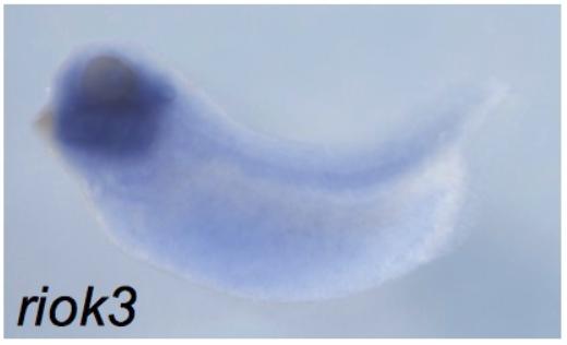 Manual Lit image for Xenopus