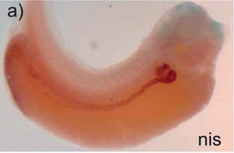 Manual Lit image for Xenopus