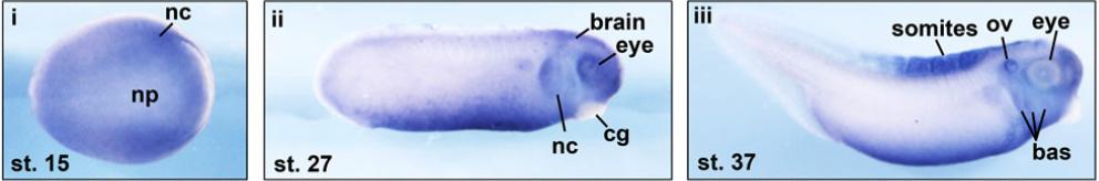 Manual Lit image for Xenopus
