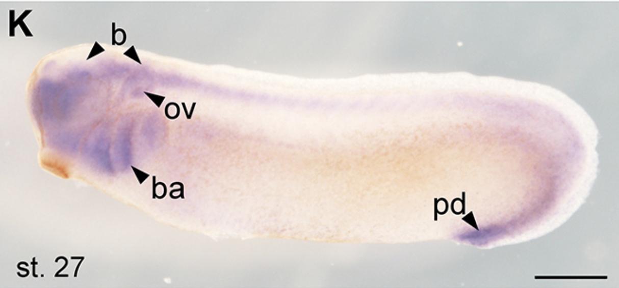 Manual Lit image for Xenopus