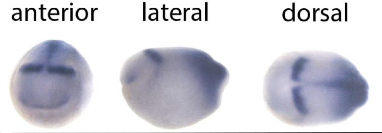 Manual Lit image for Xenopus