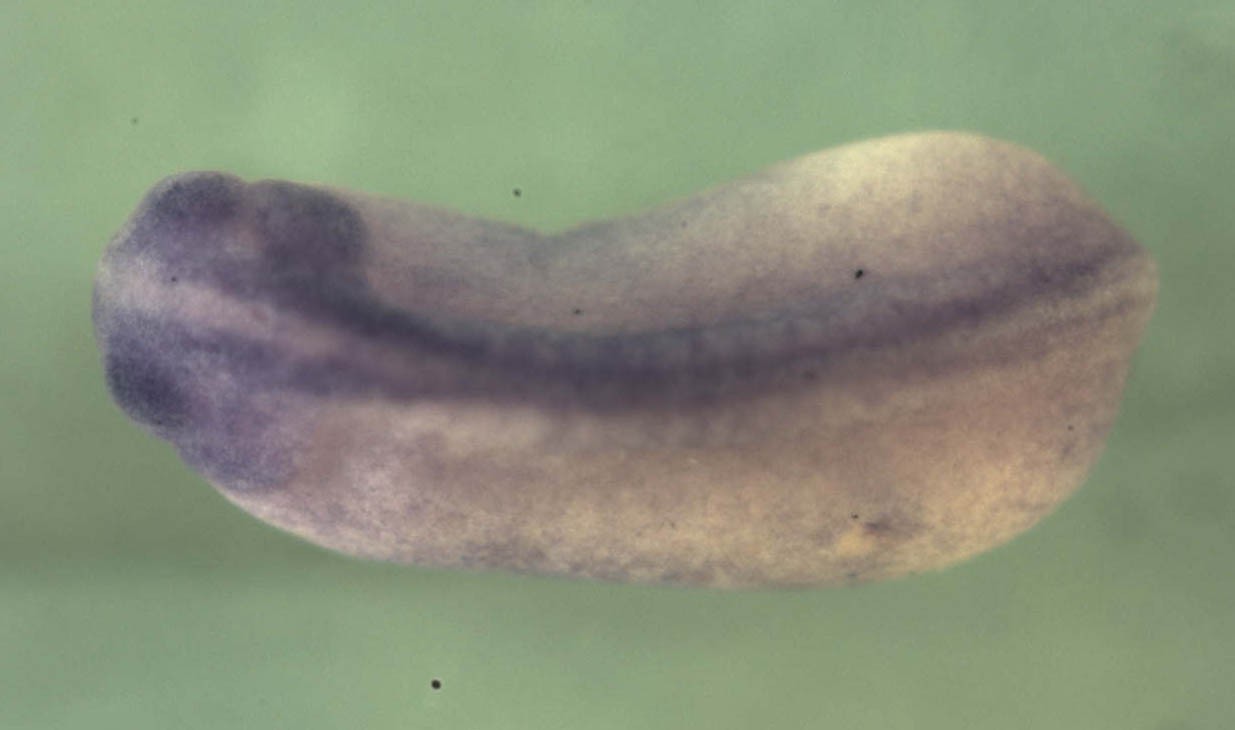 Xenopus activating transcription factor 1 / atf1 expression in wholemount.