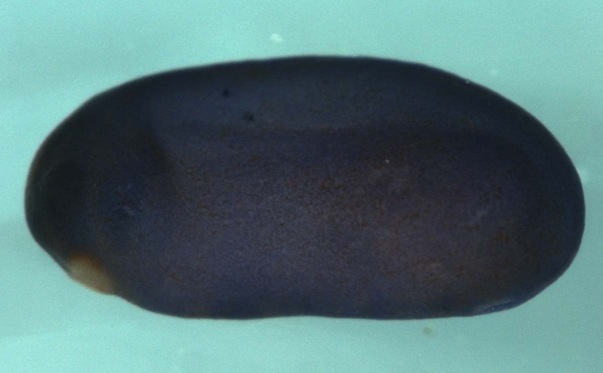 Xenopus myoneurin / mynn gene expression in stage 24 embryo