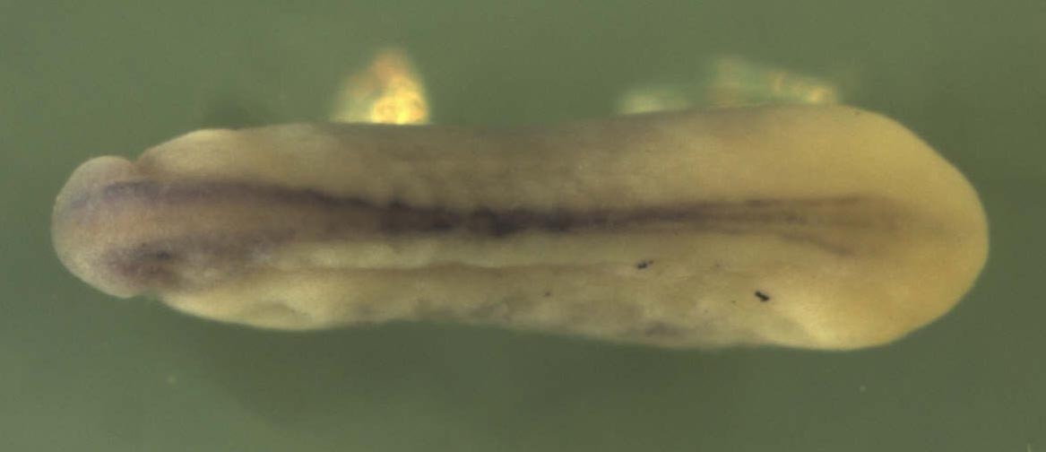 Xenopus RAB7A, member RAS oncogene family / rab7a gene expression in stage 25 embryo
