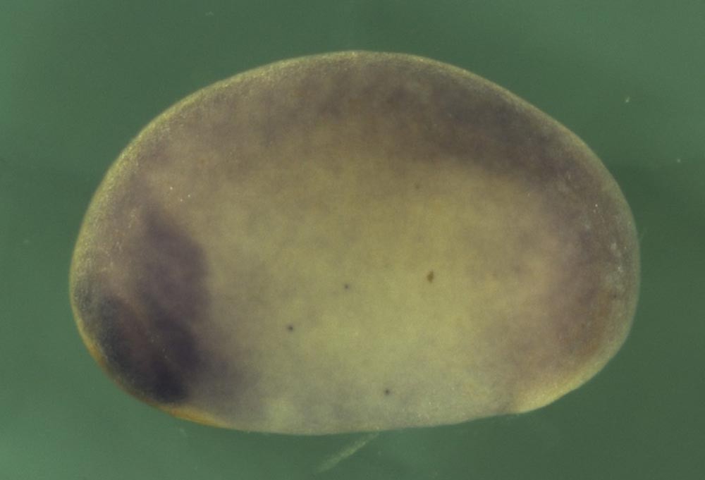 Xenopus ribosomal RNA processing 7 homolog A  / rrp7a gene expression in stage 20 embryo