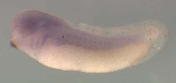 Xenopus exoc7 / exocyst complex component 7 gene expression in stage 28 embryo.