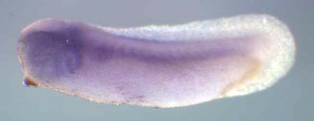 Xenopus coq10a / coenzyme Q10 homolog A gene expression in stage 28 embryo. Clone TEgg009k17