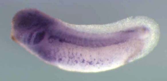 Xenopus enc1 / ectodermal-neural cortex (with BTB-like domain) expression in stage 28 embryo. Clone TEgg013a02