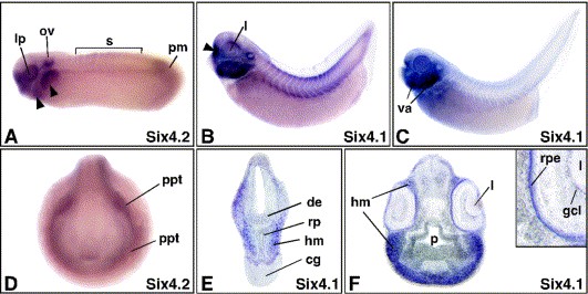 Lit Image, couldn't curate because Six4.2 and Six4.1 not in database. XSix4.1, AF276994; XSix4.2, AF276995