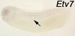 Xenopus Lit image
