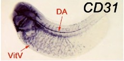 Xenopus Lit image
