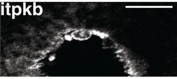 Xenopus antibody image