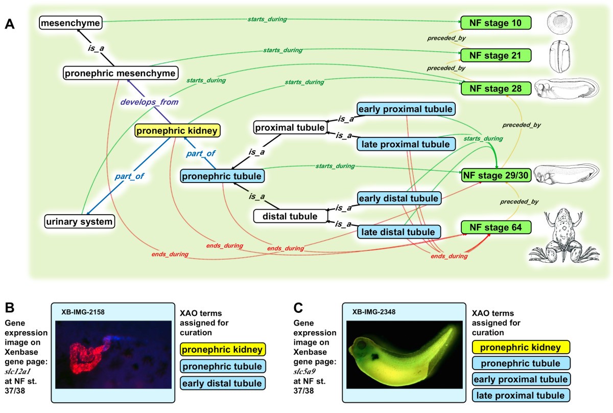 Xenopus Lit image